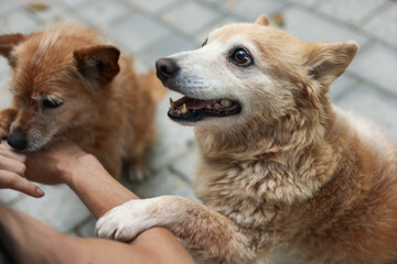 Volunteer with cute stray dogs outdoors, closeup