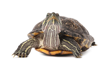 Beautiful turtle (Red-eared slider) on white background