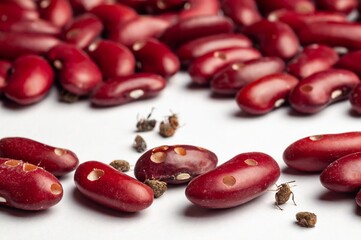 Damaged red kidney beans showing signs of bean weevil infestation and agricultural pest issues.