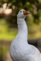 White Goose with Orange Beak in Amsterdam Park