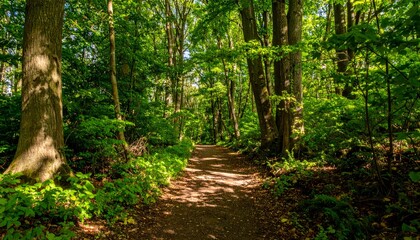 Sunlit path winds through lush green deciduous forest, creating serene and inviting atmosphere