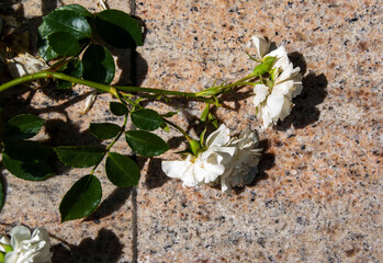 plant growing in the ground