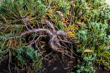 green moss on the tree