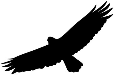 eagle vector illustration