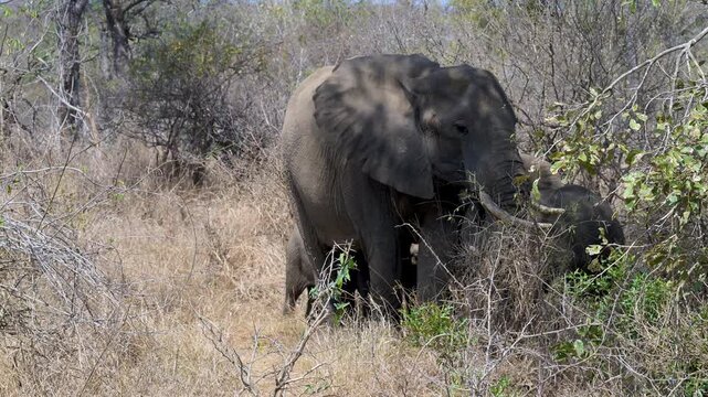 Elefantenmutter mit Elefanten Baby im Busch vom Kr&uuml;ger National Park - Kruger Nationalpark S&uuml;dafrika