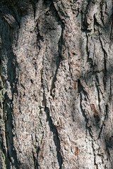 Detailed tree bark texture, natural organic background