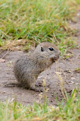 Ground squirrel colony (Syslovisko Biele vody), National park Muranska Planina, Slovakia