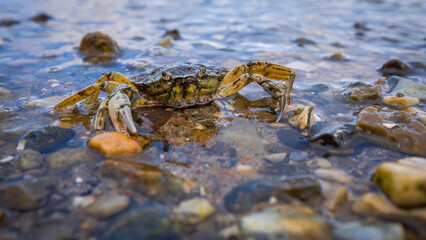 Aufnahme einer gemeinen Strandkrabbe im flachen wasser.