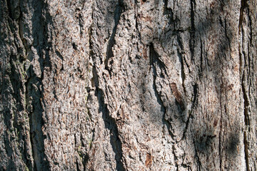 Detailed tree bark texture with natural shadows