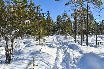 snow covered trees