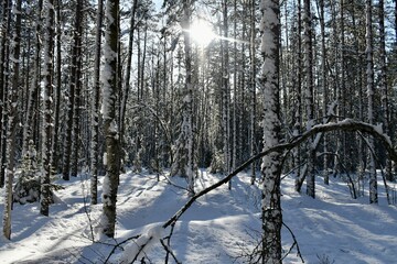 forest in winter