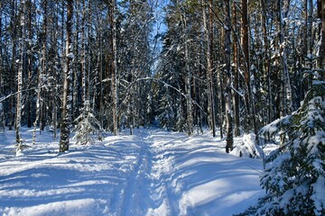 forest in winter