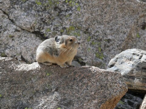 Wild American Pika (Ochotona princeps) Resting on Alpine Rocks at Lake Isabelle, Indian Peaks Wilderness, Colorado, Early Autumn