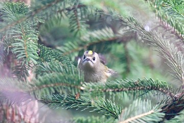 Bird on a pine tree