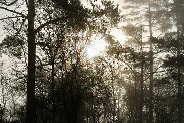 sun in the forest