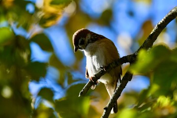 Tree sparrow on branch