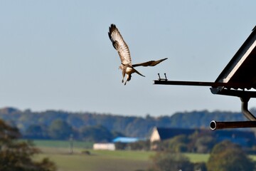 Buzzard taking flight