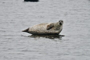seal on the beach