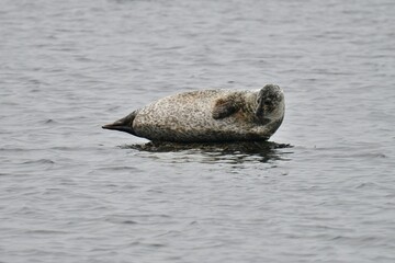 seal in the water