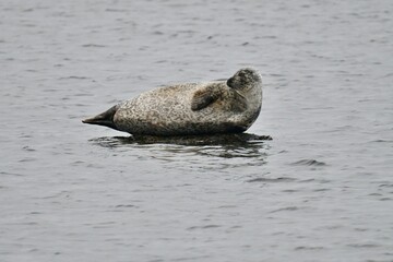 Seal in water on rock