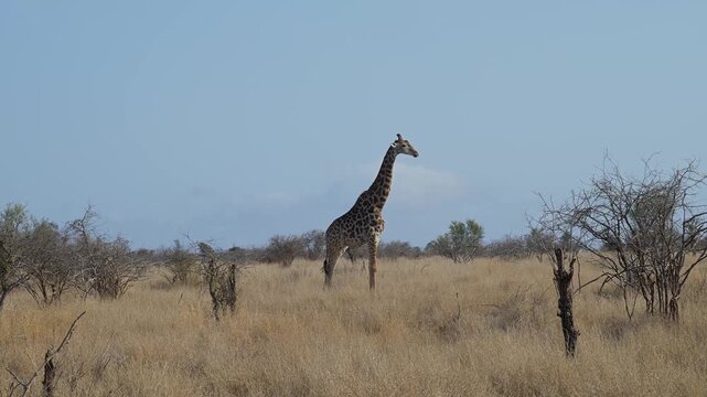 Giraffe im Busch vom Kr&uuml;ger National Park - Kruger Nationalpark S&uuml;dafrika