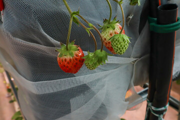 Close-up of strawberries at different ripening stages, from green to red, hanging on the vine inside a protected growing environment with white mesh netting.