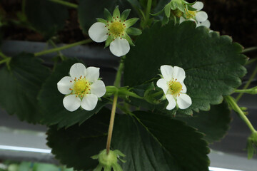 Close-up of three white strawberry blossoms with yellow centers among green leaves, highlighting the early stage of fruit growth.