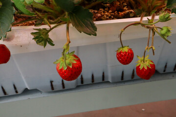 A close-up shot of three bright red, ripe strawberries hanging down from their vines. The berries are grown in an elevated white planter box