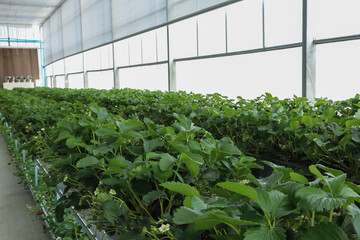 Wide interior view of a commercial greenhouse with rows of strawberry plants in elevated troughs, showing green foliage and white blossoms under diffused light.