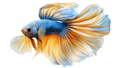 A photorealistic betta fish in motion, long flowing fins in metallic blue and gold, isolated against a white background.  png