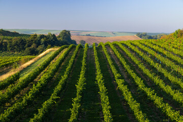 Vineyards with flovers near Cejkovice, Southern Moravia, Czech Republic