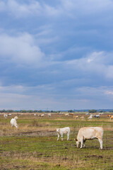 Obraz premium Cow in Hortobagy National Park, UNESCO World Heritage Site, Puszta is one of largest meadow and steppe ecosystems, Hungary