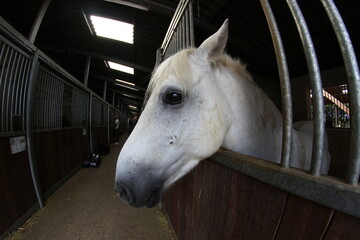 le cheval
