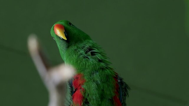 Curious male eclectus parrot looking around