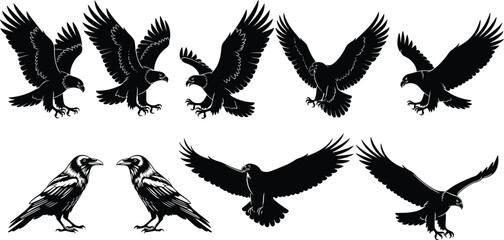 Bird silhouettes vector collection, raptors and crows illustration set, flying eagle hawk raven artwork, black white wildlife design background