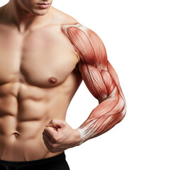 Naklejka premium Anatomical Representation of Human Muscular Structure on Male Torso with Transparent Area