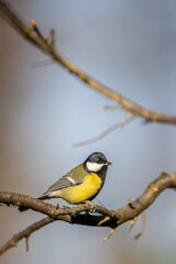 Fototapeta premium Great tit near National park Podyji, Southern Moravia, Czech Republic
