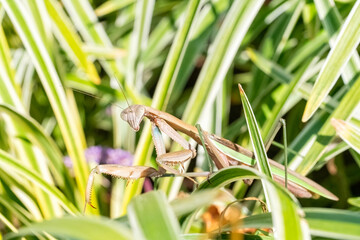 Large Praying Mantis in a Garden
