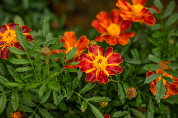 Bright red marigold buds on green background. Garden flowerbed with blooming tegets. Fragrant Cempasuchil flowers for background. Gardening and agriculture