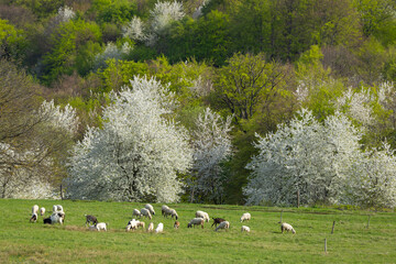 Sheep herd in Stiavnicke vrchy near Krupinska planina, Slovakia © Richard Semik