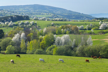 Typical landscape near National park Polana mountains, Slovakia © Richard Semik