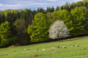 Sheep and goat herd in Polana mountains, Slovakia © Richard Semik
