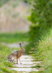 Field hare (Lepus europaeus) in Bird park Kosteliska near Dubnany, Southern Moravia, Czech Republic