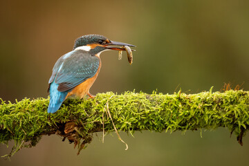 Common kingfisher (Alcedo atthis) perched on a branch against with a fish in its beak a blurred orange background, detailed close-up wildlife photo with vibrant blue and orange plumage.