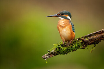 Fototapeta premium Common kingfisher (Alcedo atthis) perched on a branch against a blurred orange background, detailed close-up wildlife photo with vibrant blue and orange plumage.