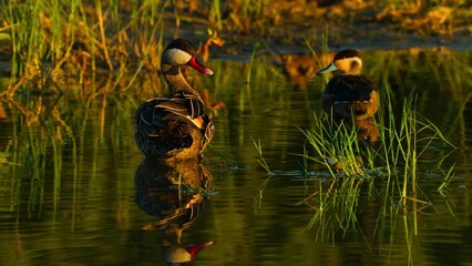 ducks in the lake