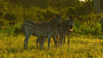 zebra in the grass