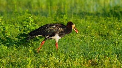 stork in the grass