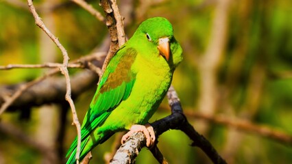 green winged macaw