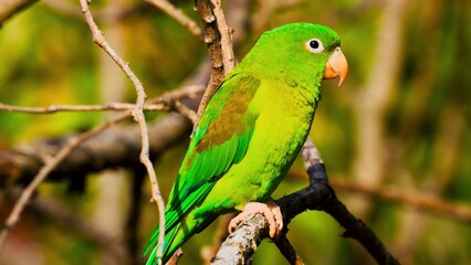 green winged macaw
